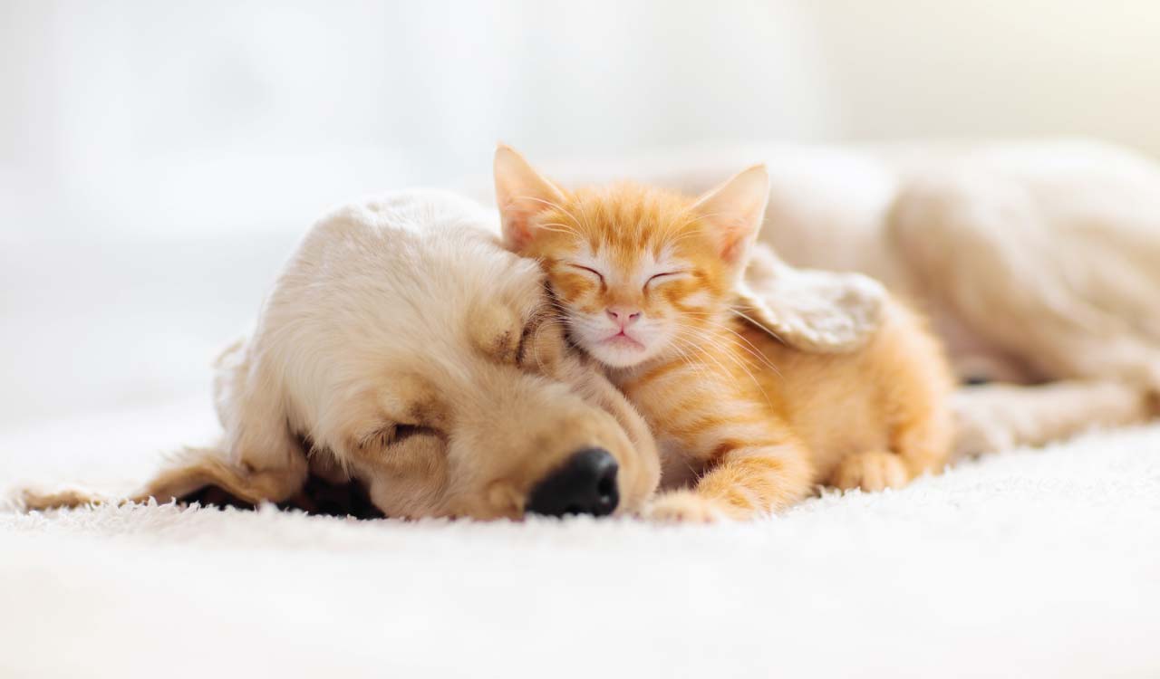 Sweet Cures launches Product for Pets with Urinary Problems.