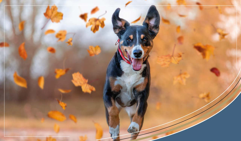 Canine Liver Disease, What Causes It, How Is It Treated?