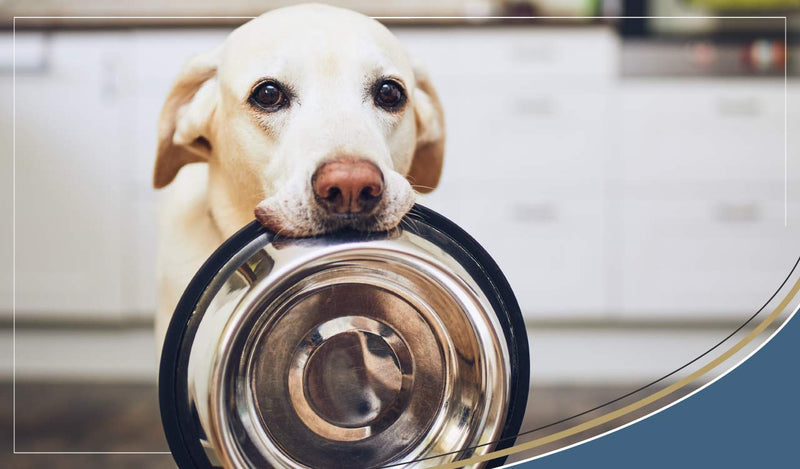 Canine diabetes, with 1 in 500 dogs classed as diabetic what can be done?